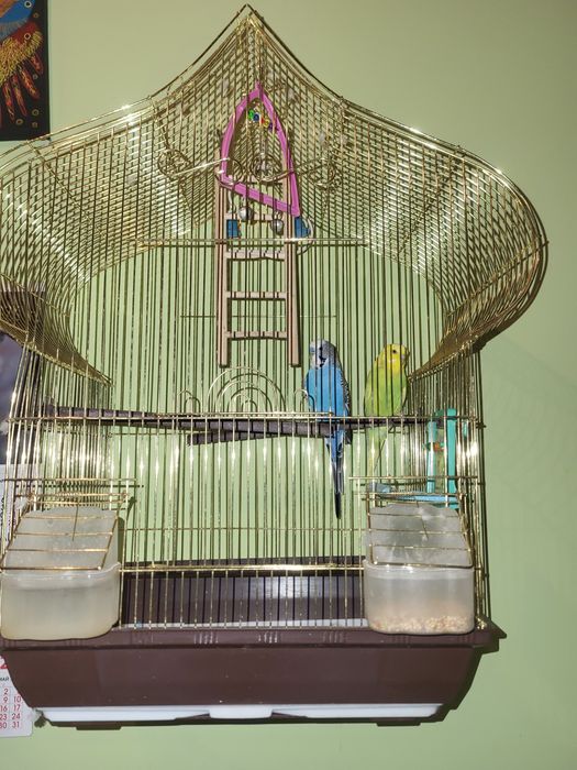 Вълнисти папагали