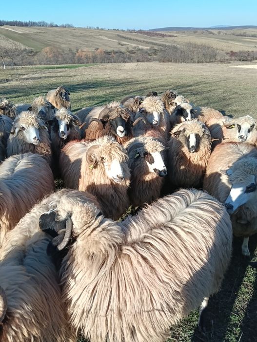 Vând 5 noatine breze și oacheșe