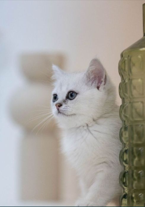 Шиншила на вязку.