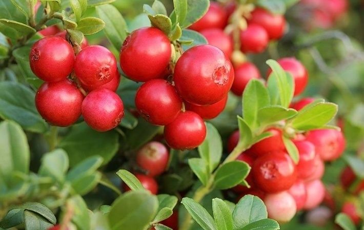 Arbuști Fructiferi (Merișor)