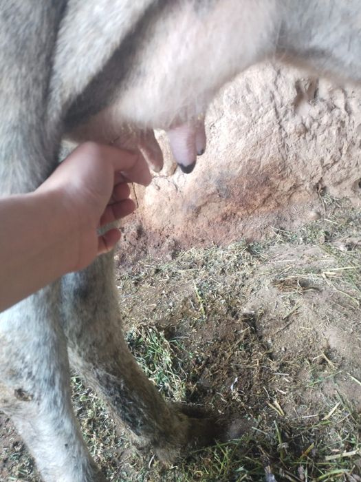 Сүтті Бұзаулы Сиыр