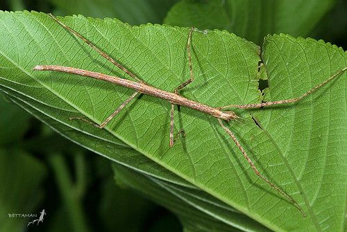 Insecta bat/Stick Insect