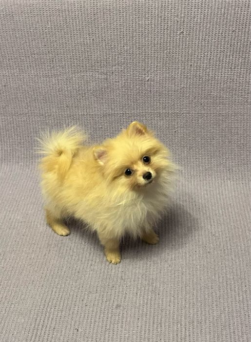 Femela pomeranian, rasa pura!