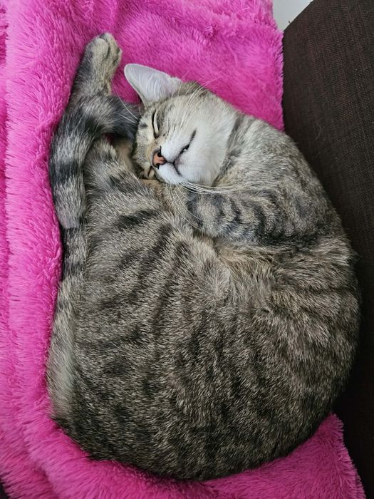 Donez URGENT motan tigrat,  castrat, varsta 1 an.