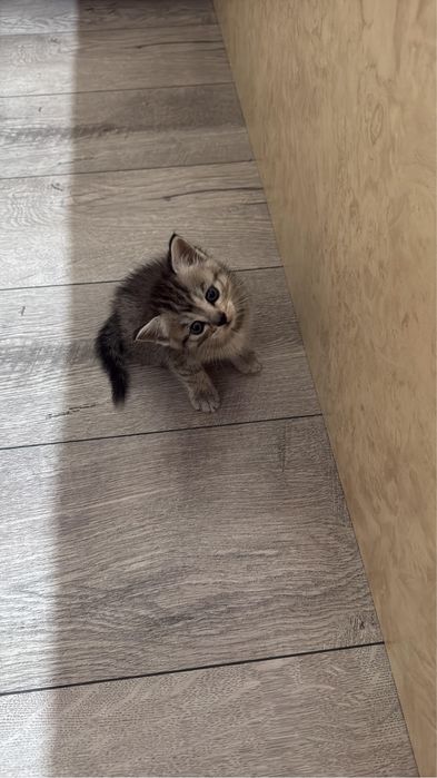 Котёнок шотланские