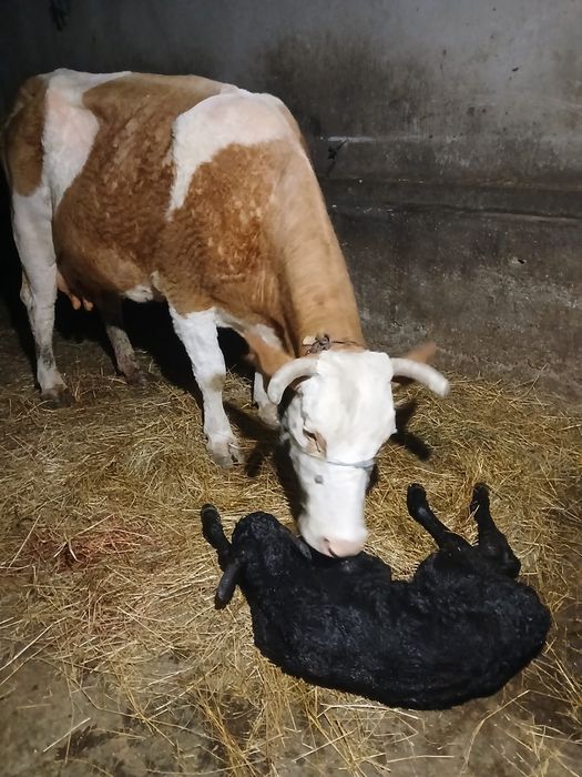 Vand vaca de 10 ani cu tauras august fatata de 3 zile