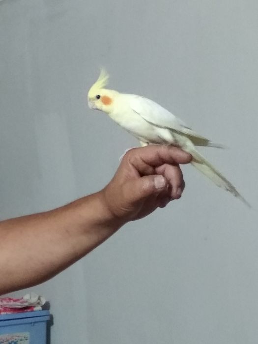 Пенантовая розелла и капелла ручные продаются