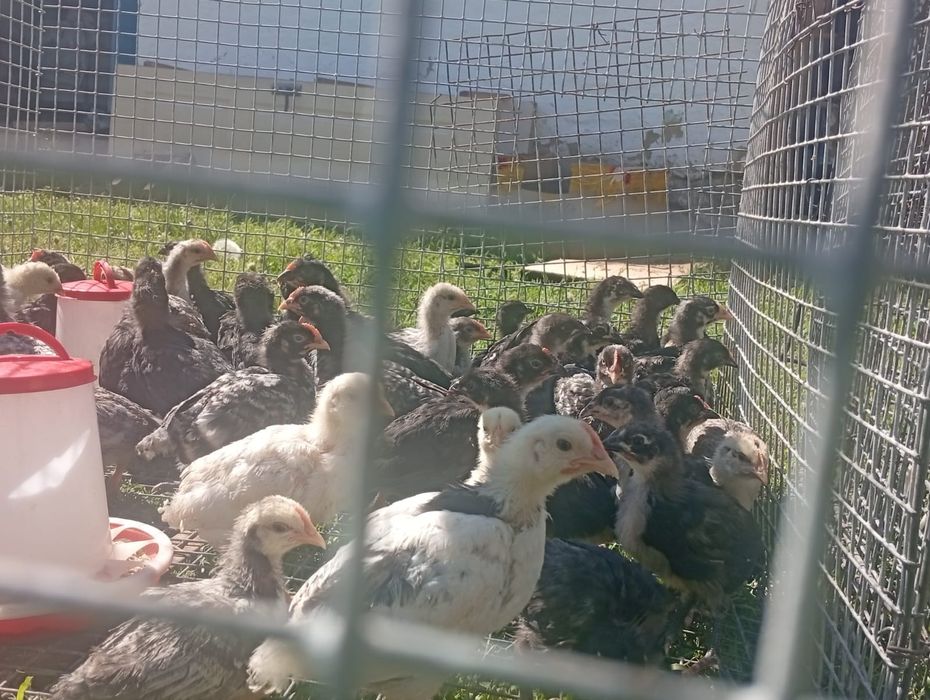 Балапандар сатлады