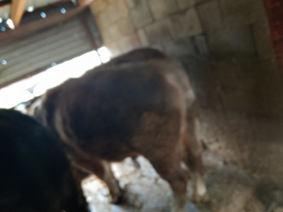 Продам откормленных Бычков