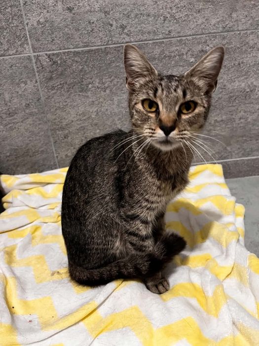 Urgent Pisici pentru adoptie