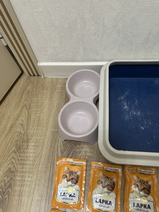 Продам набор для котенка