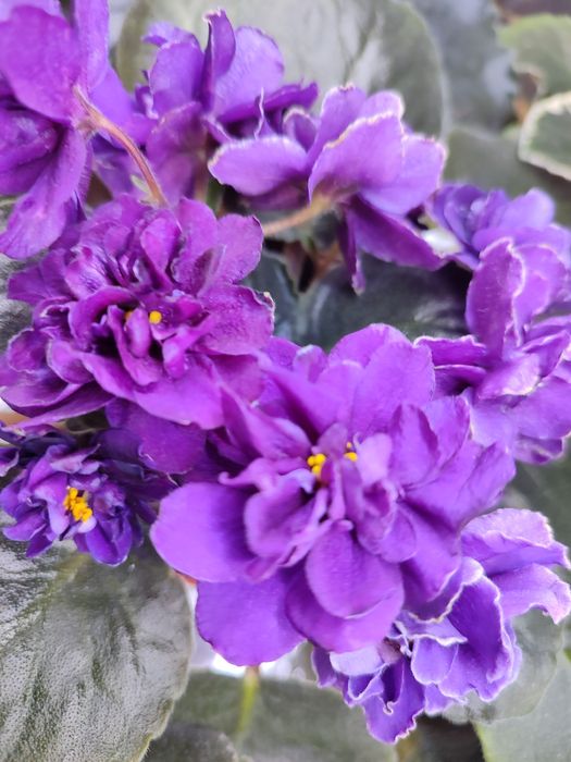 Продаются сортовые ыиалки