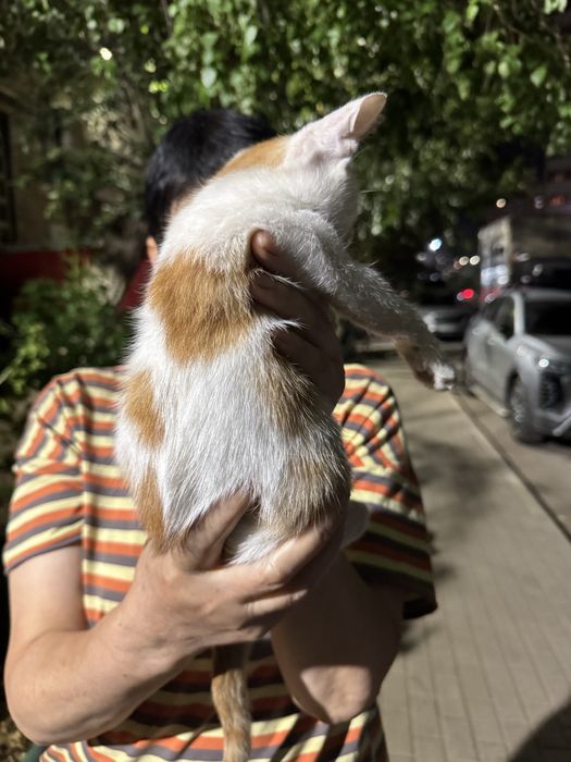 Котенок ищет дом!