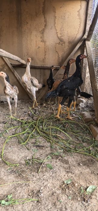 Дакан жужалар сотилади