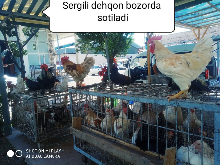 Xoroz tovuq kurka