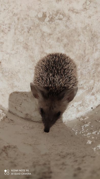 Срочно продам ушастого ручного ёжика