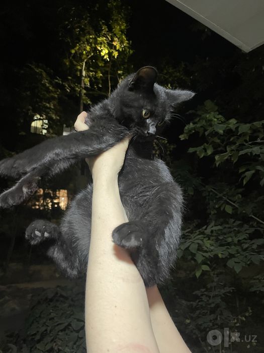 Ласковые  котята