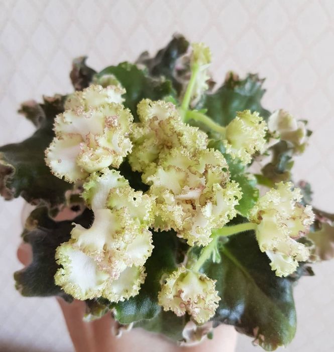 Детки сортовые фиалки