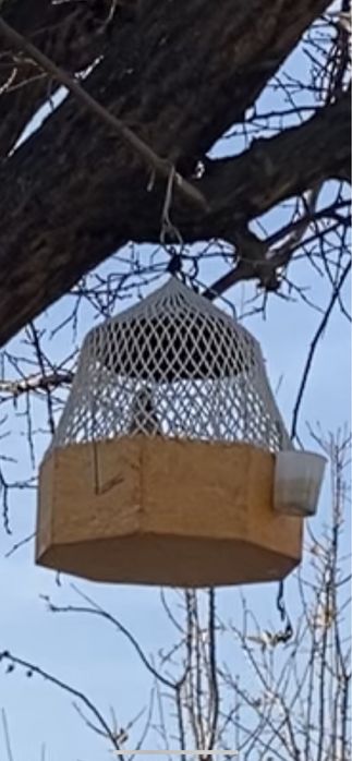 Продам перепелок поющих