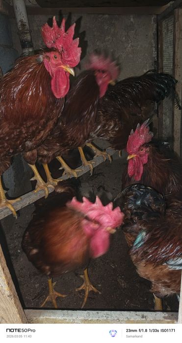 Xoroz петух xoroz