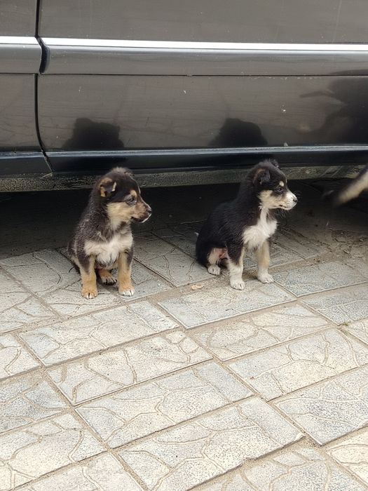 Бесплатно щенки дворняшки