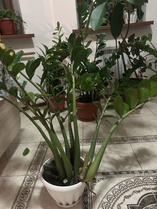 Продам Замиокулькас с горшком