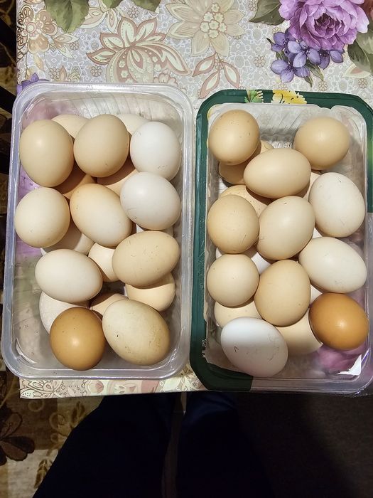 Oua de gaini de tara