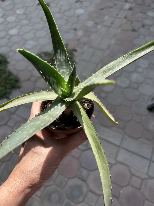 Комнатные цветы  Алое Вера