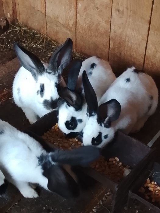 Vând iepuri fluture german