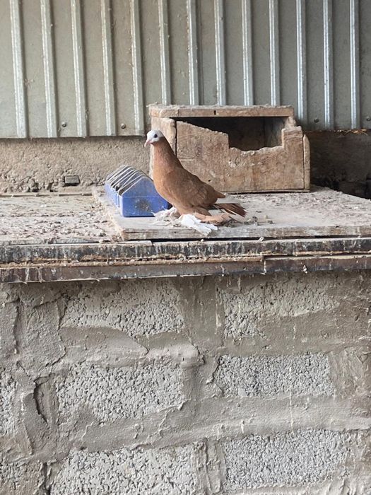 Голуби албаши голубки молодые