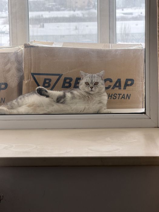 Кошка скотиш страйт