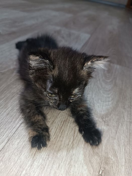Очаровательные котята: 2 месяца — 2 мальчика и 1 девочка!

Ласковые, и