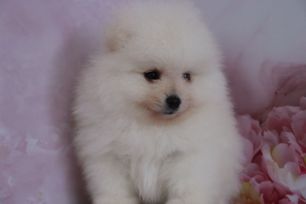 Щенки мини Шпица