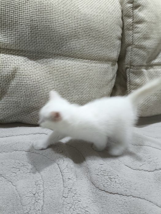 В добрые руки котята