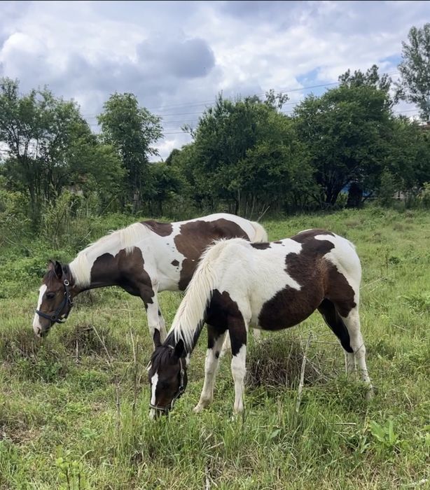 Vand iepe si armasari manji 1-2 ani , American painthorse