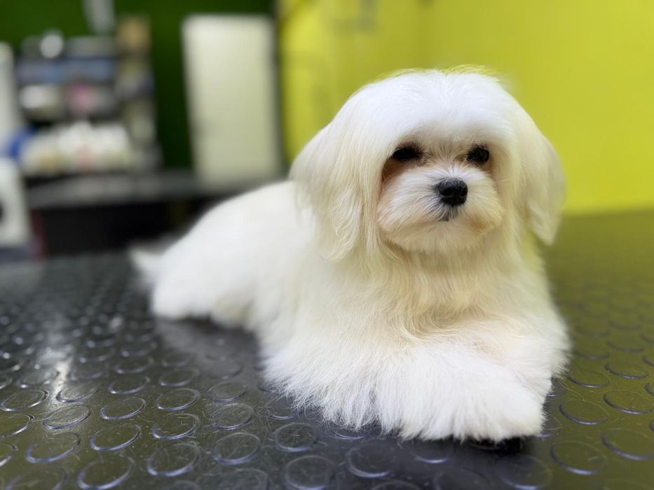 Бакс, ждёт свою невесту