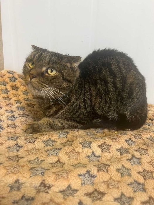 Ищем котику дом!