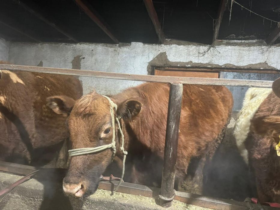 Сиыр сатылады  документы бәрі бар