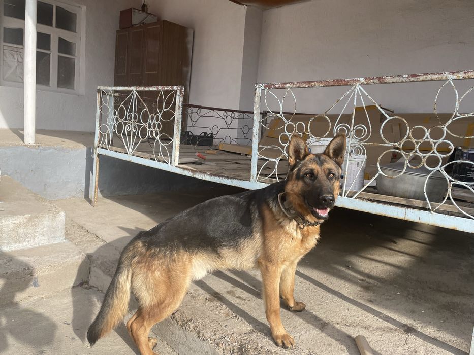 Немецкая овчарка