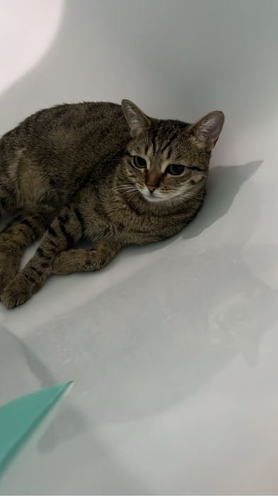 Отдам кошку в добрые руки