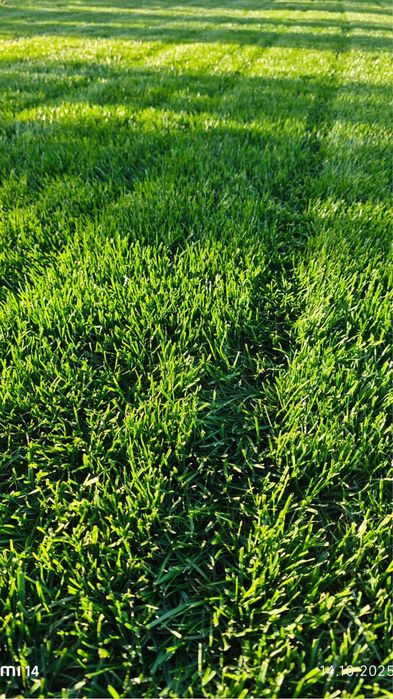 Газон уруги сепиш