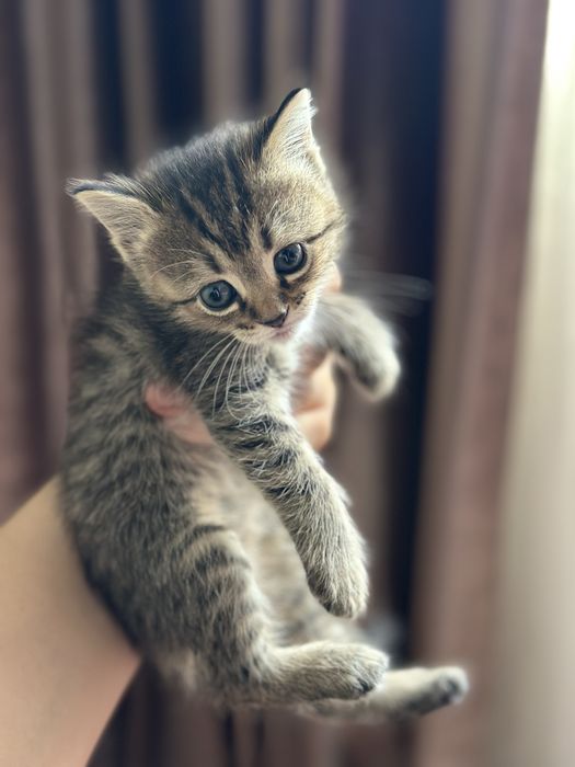 Мушук болалари зотли