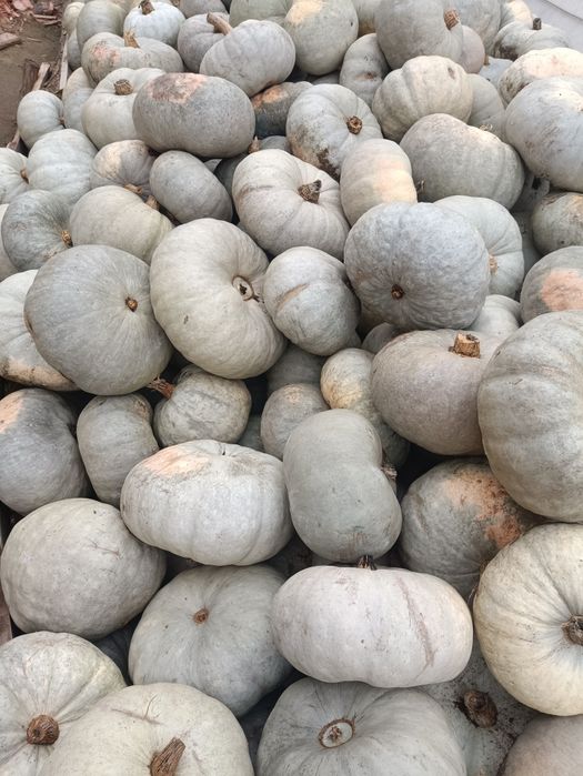 Dovleac plăcintar alb