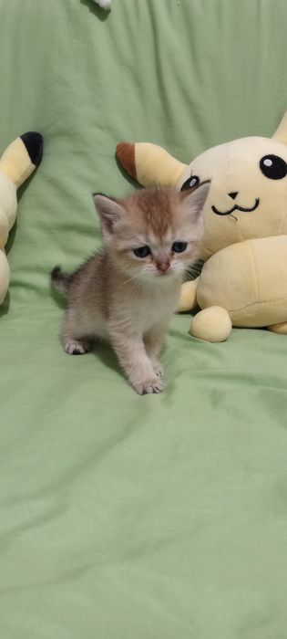 Продам котят Скоттиш Страйт фолд