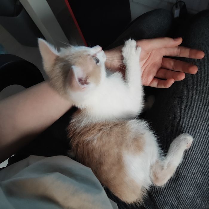 СРОЧНО котёнок в добрые руки