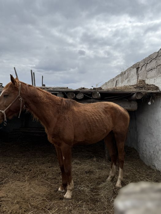 Полукровка айғыр сатылады