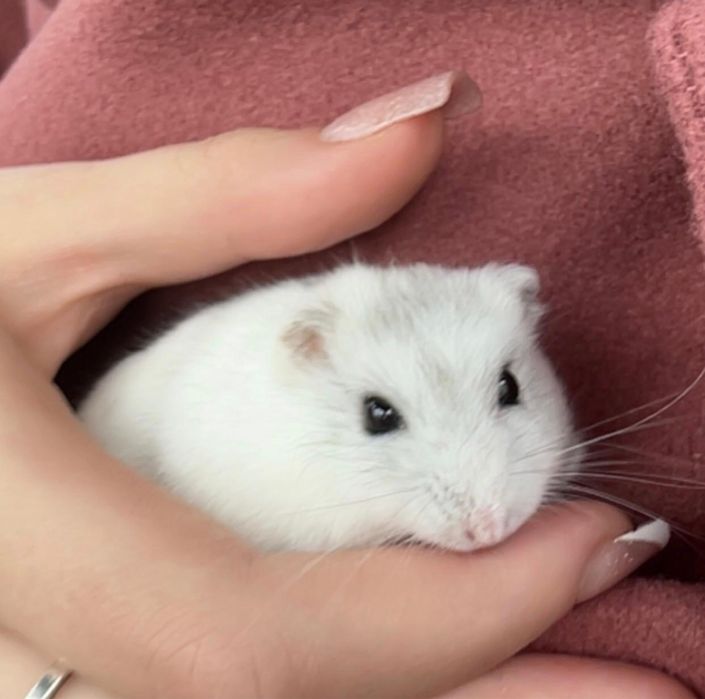 Donez pui hamster baiat