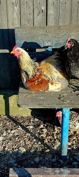 Cocoși Moțați 2025