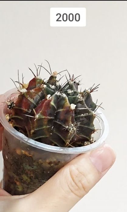 Традесканция, гимнокалициумы, кактусы, суккуленты