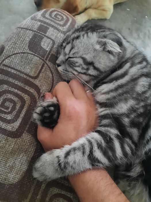 Отдам Веслоухие кота в хорошие руки